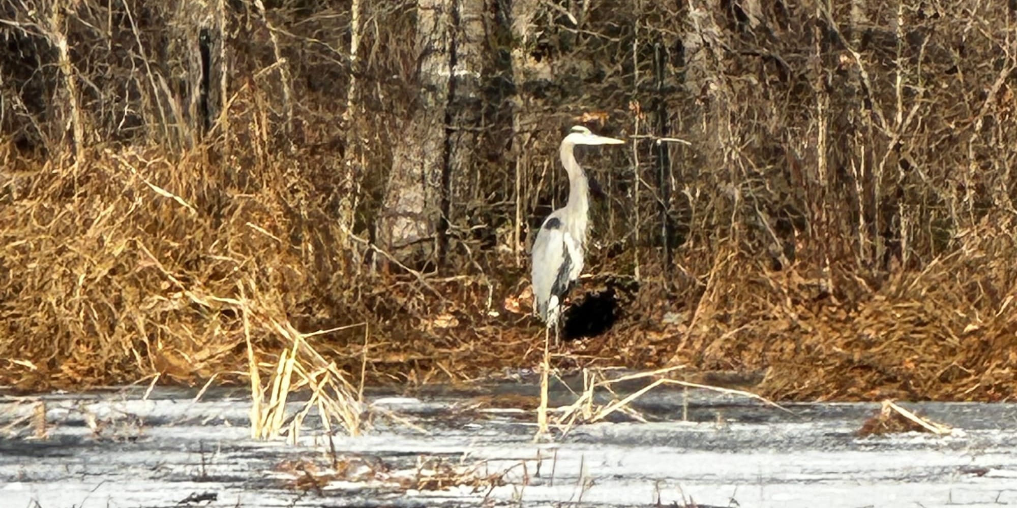 A photo of a tall bird, standing on one leg in the middle of a marshy landscape with dead trees and frosty water.